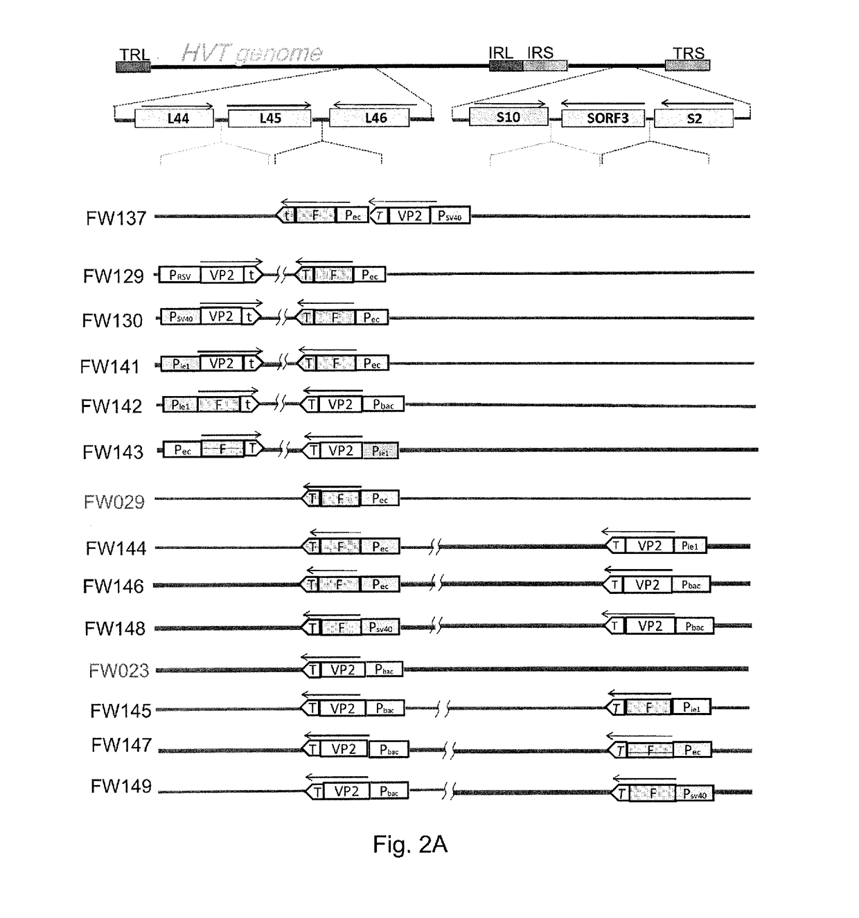 Multivalent recombinant avian herpes viruses and vaccines for immunizing avian species