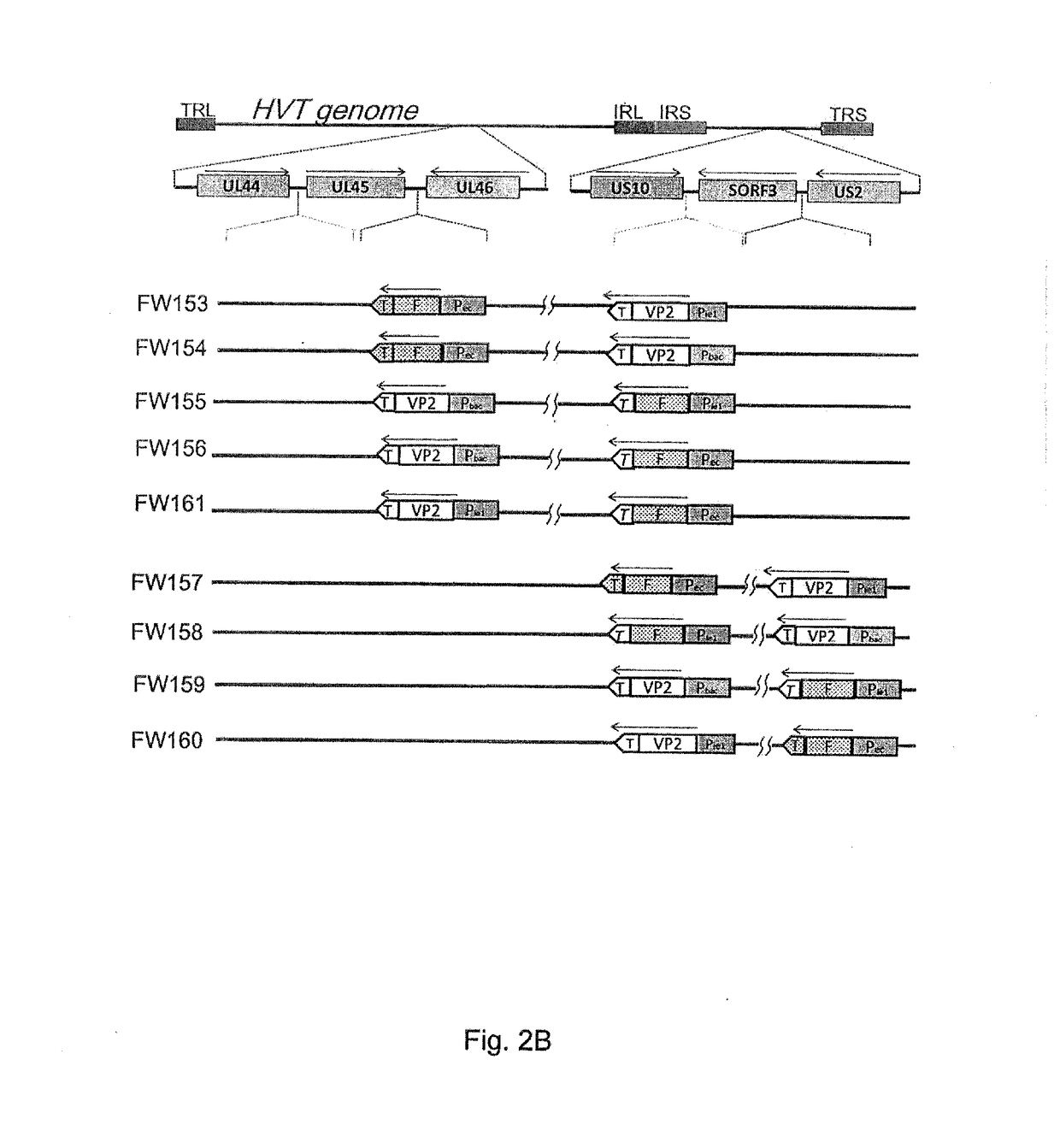 Multivalent recombinant avian herpes viruses and vaccines for immunizing avian species