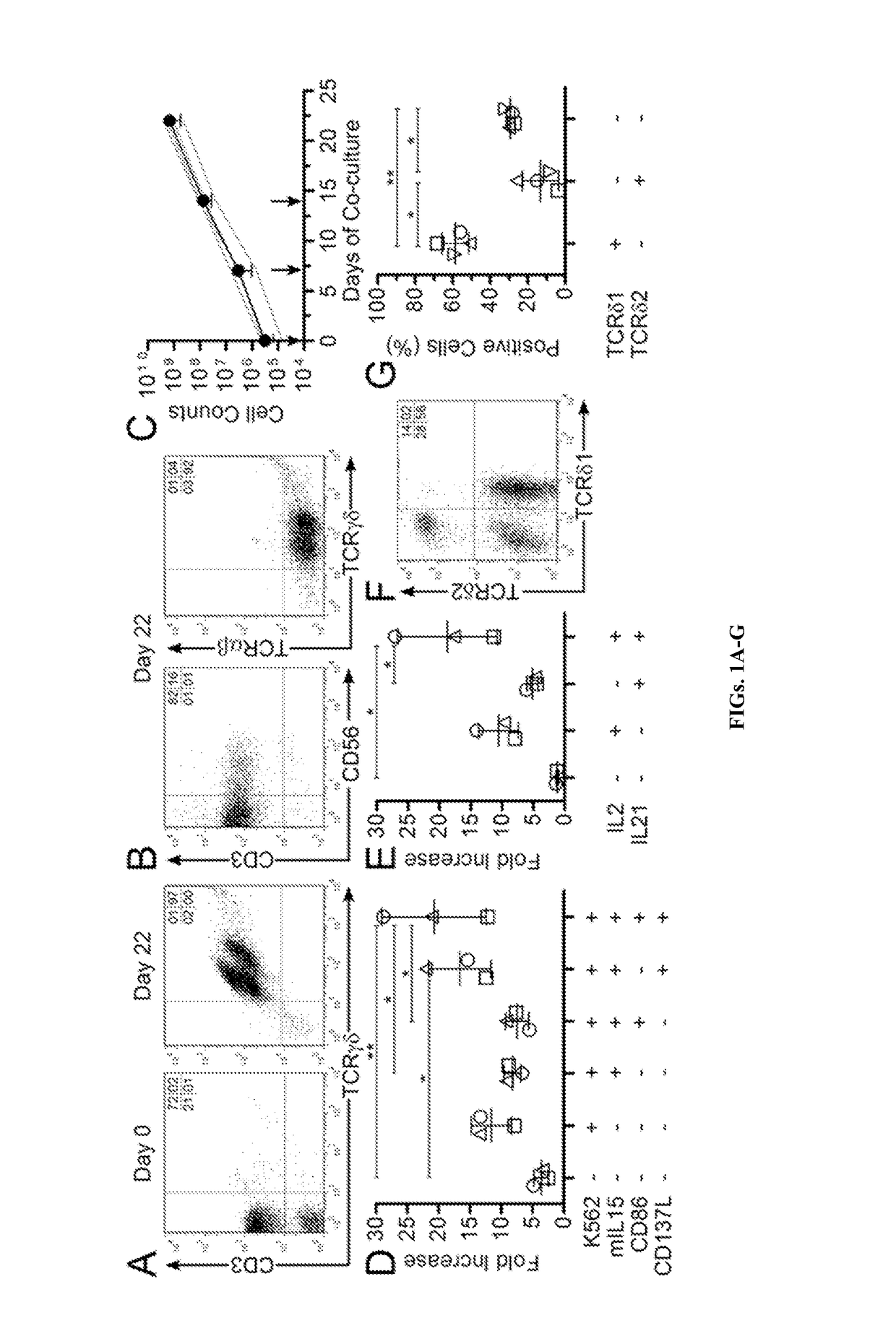 Polyclonal gamma delta T cells for immunotherapy