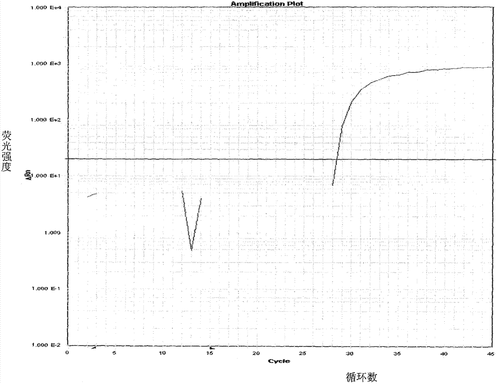 Primer and probe for detecting garlic component in food and beverage