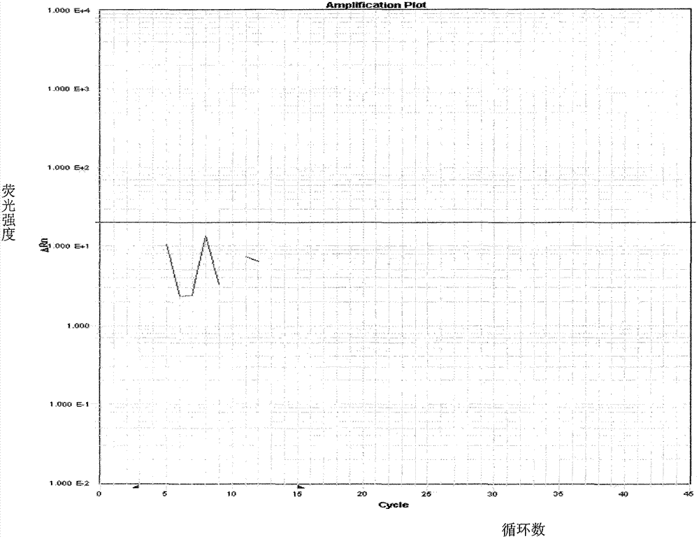 Primer and probe for detecting garlic component in food and beverage