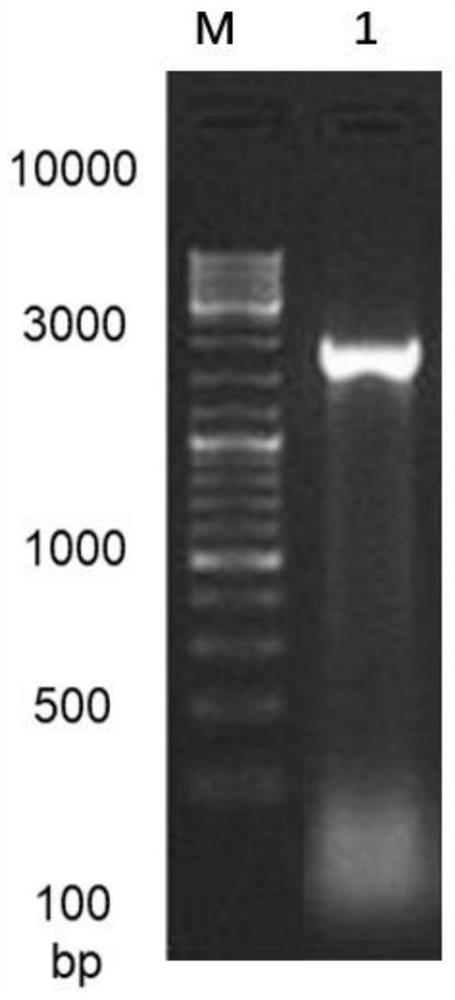 A kind of β-agarase and its application in agar quantitative detection