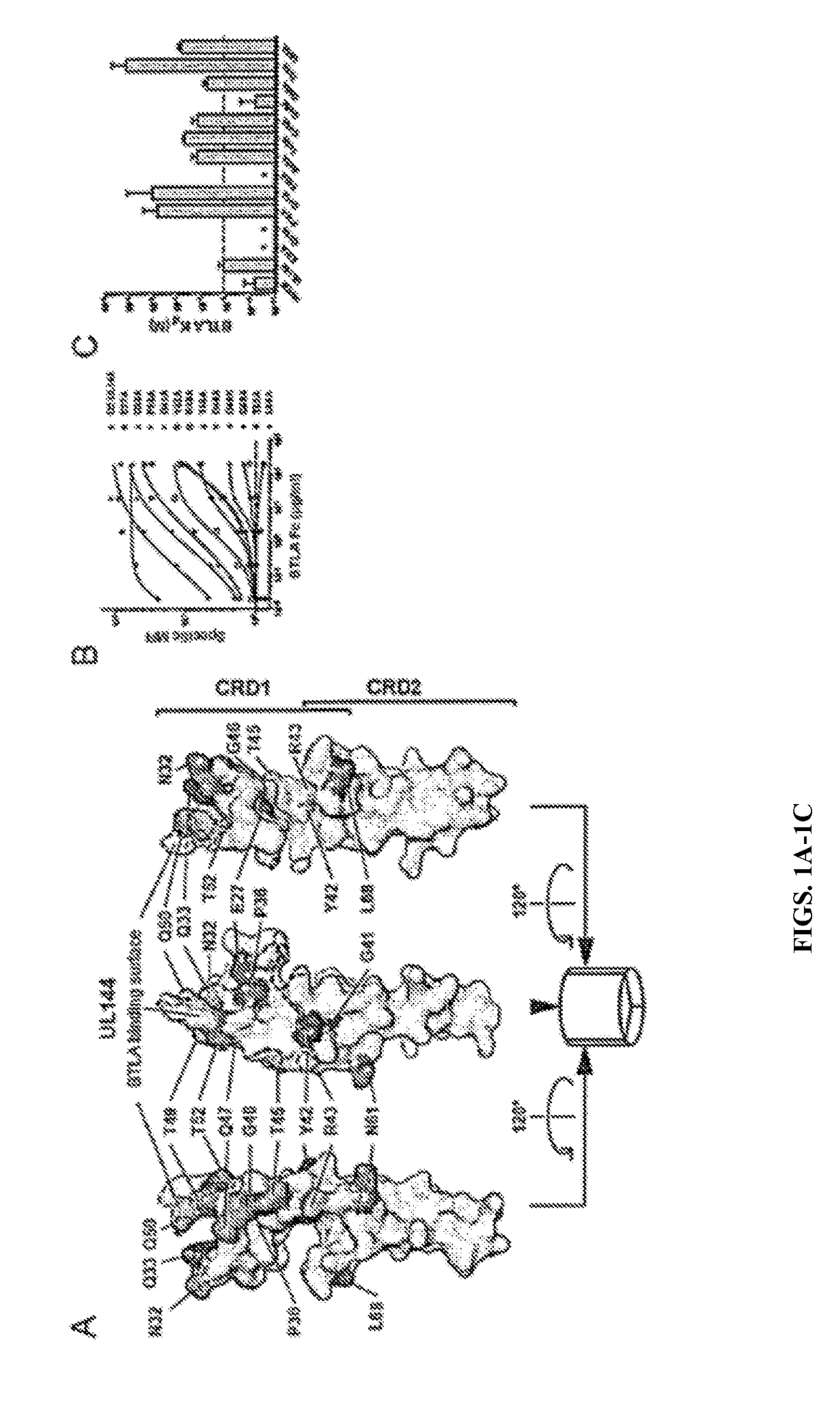 Btla fusion protein agonists and uses thereof