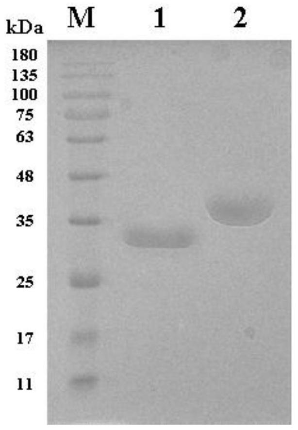 A kind of immunoprotective combination protein and immune vaccine thereof