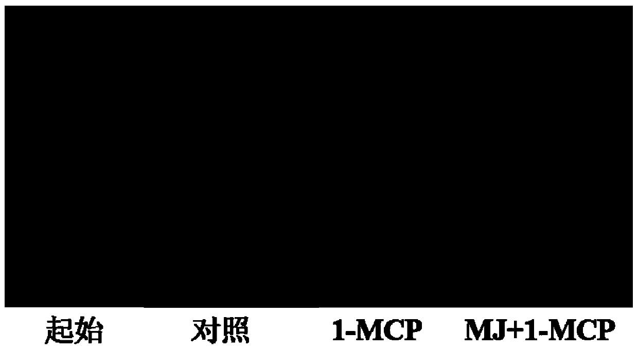 Use of 1-methylcyclopropene as a coloring accelerator for red pears