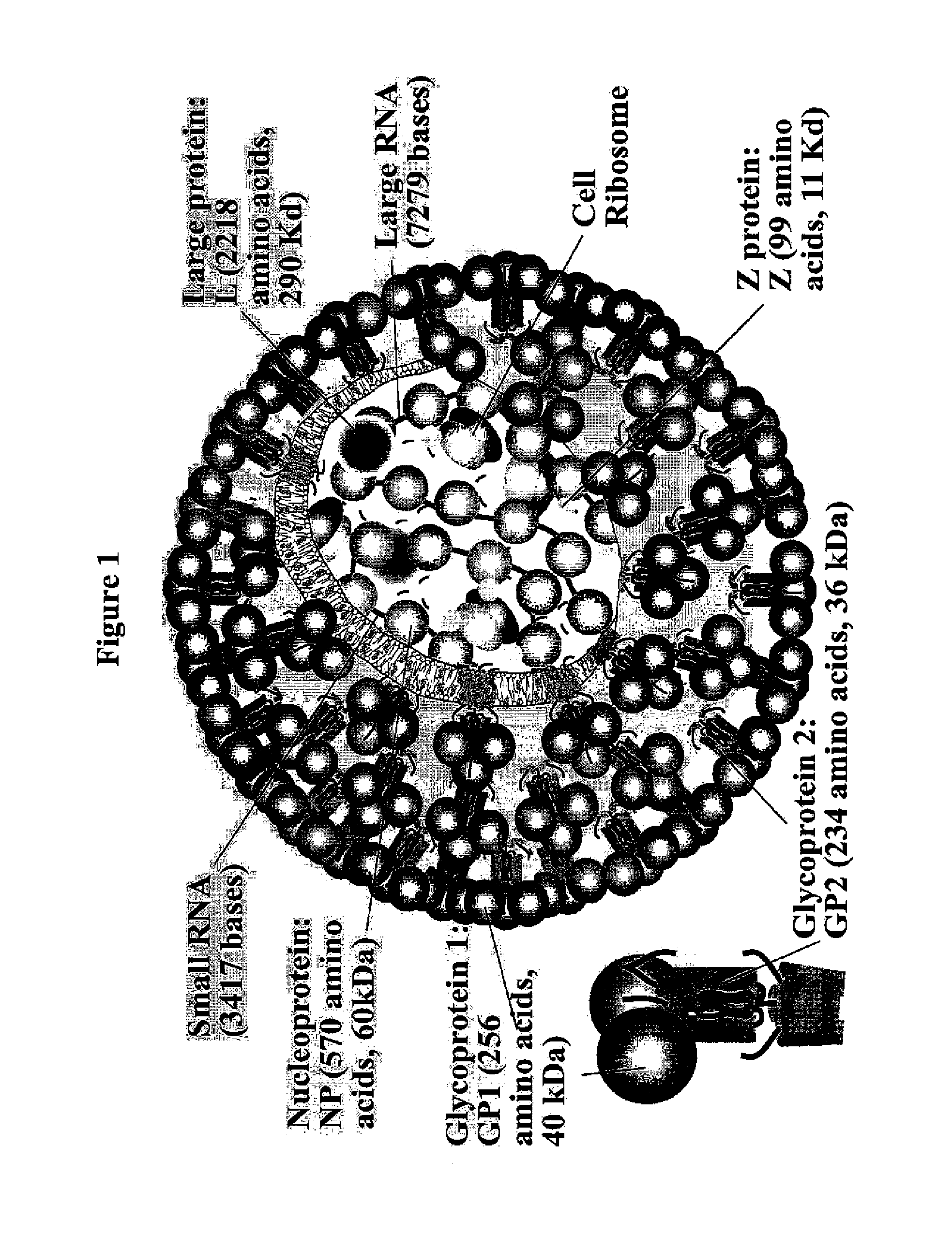 Lassa virus-like particles and methods of production thereof