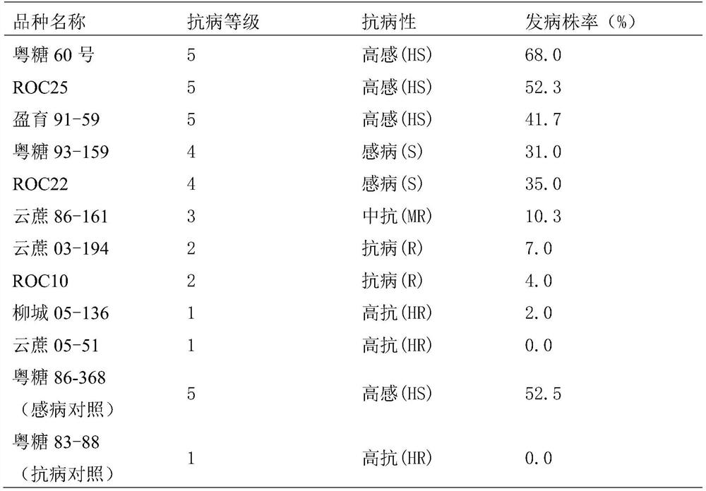 A method for accurate identification of newly planted sugarcane white leaf disease resistance