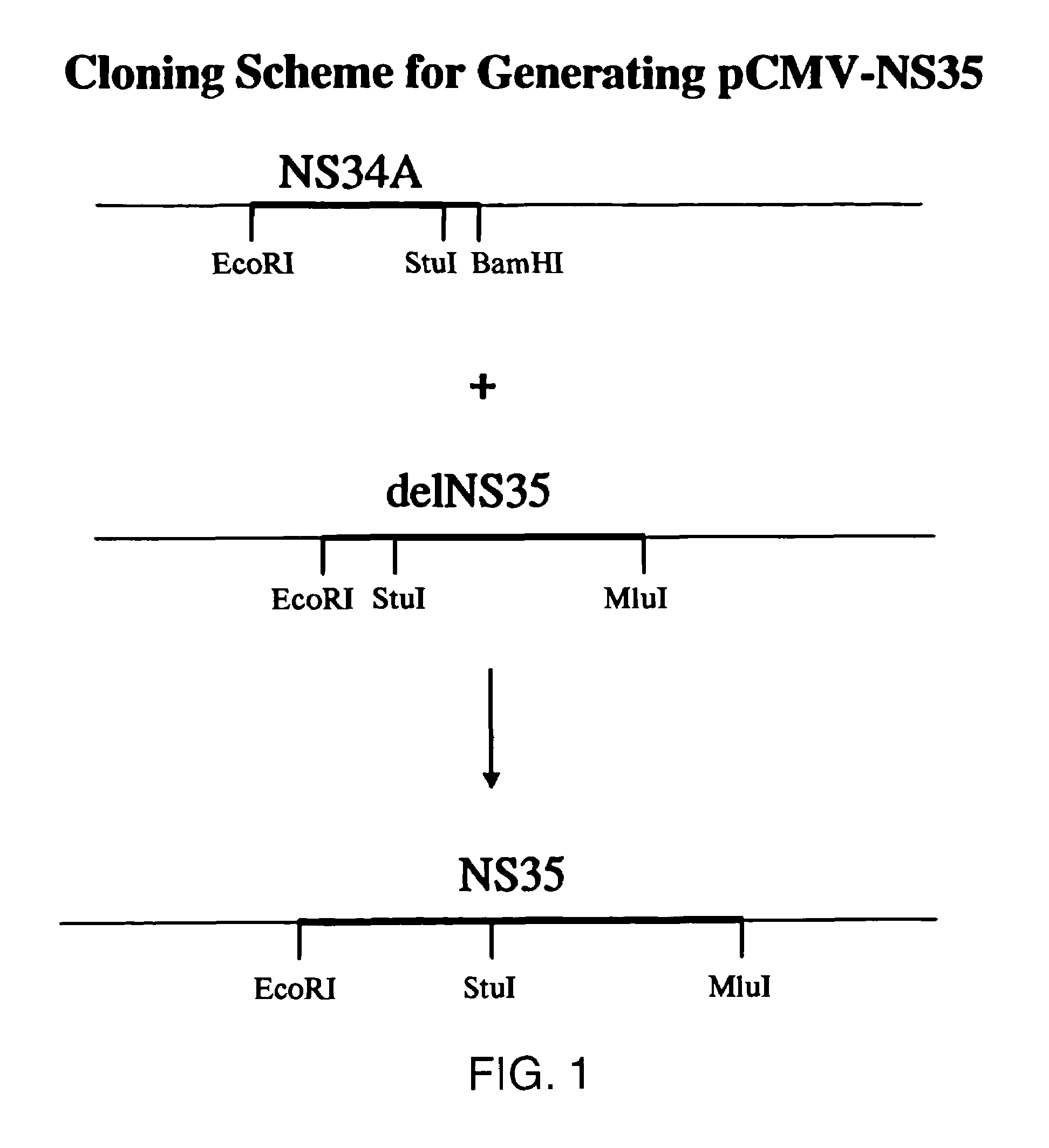 Immunogenic Hepatitis C virus non-structural polypeptides