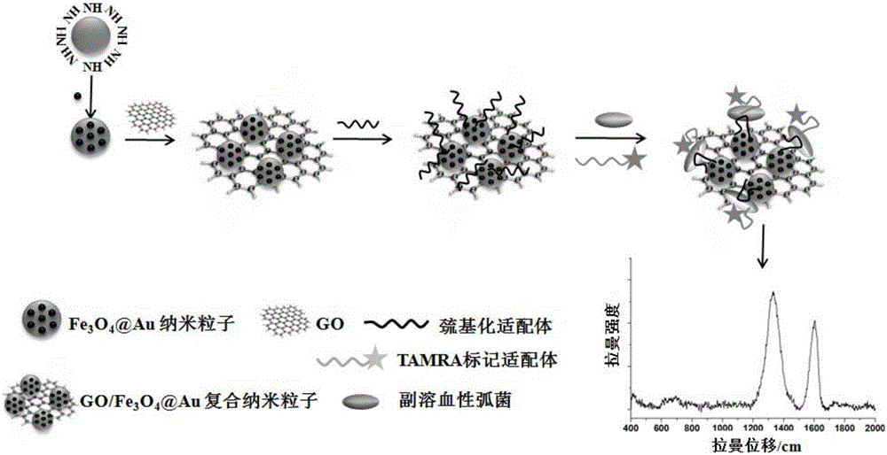 Vibrio parahaemolyticus detection method based on graphene oxide/ferroferric oxide/colloidal gold composite nanoparticle enhanced Raman effect