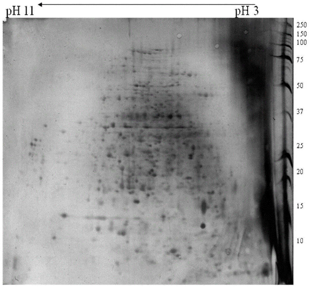 A method for extracting the outer membrane protein of Mycoplasma hyopneumoniae suitable for two-dimensional electrophoresis