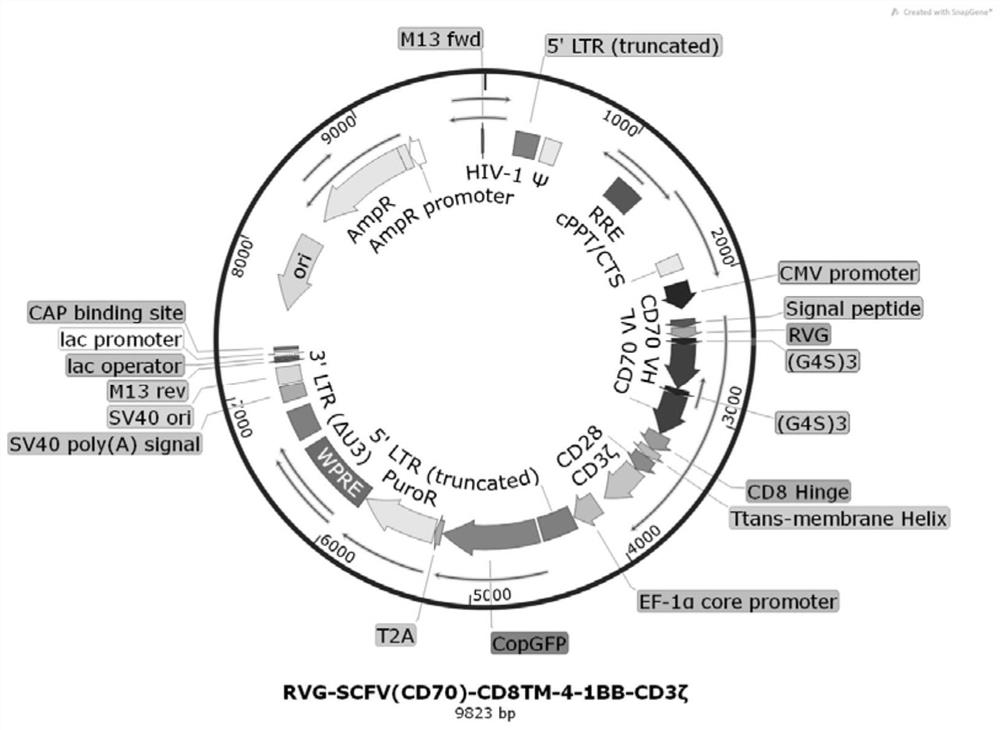 A kind of rvg-cd70 CAR-T cell and its preparation method and application