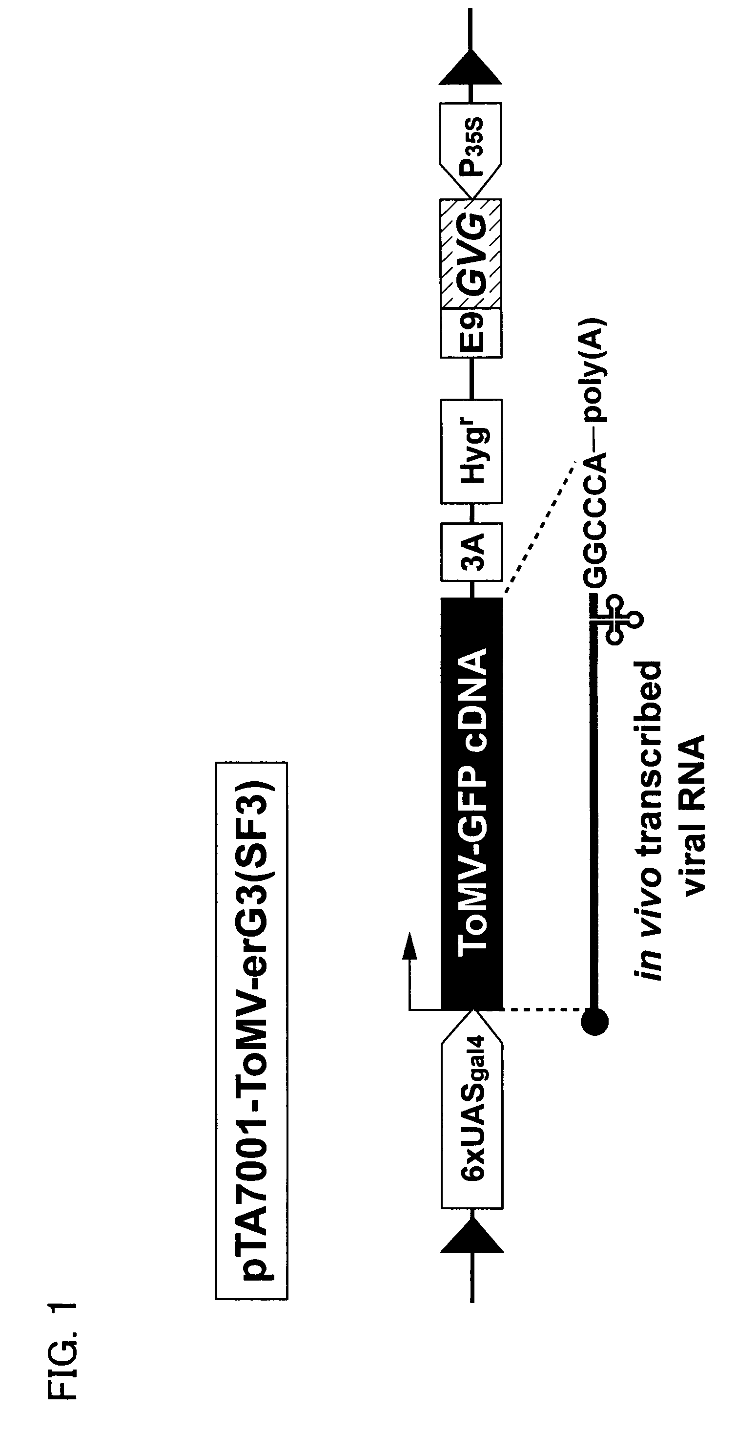 Tobacco BY2 cells containing a tomato mosaic virus vector for protein production