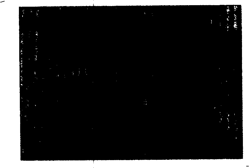 Method for measuring object deformation field by using moire interference carrier frequency modulation technology