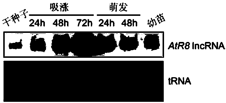 Application of RNA polymerase III transcribed AtR8 long noncoding RNA (lncRNA) to arabidopsis thaliana