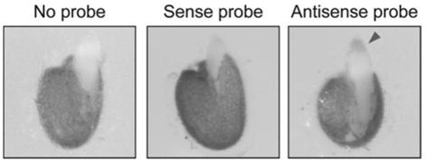 Application of RNA polymerase III transcribed AtR8 long noncoding RNA (lncRNA) to arabidopsis thaliana