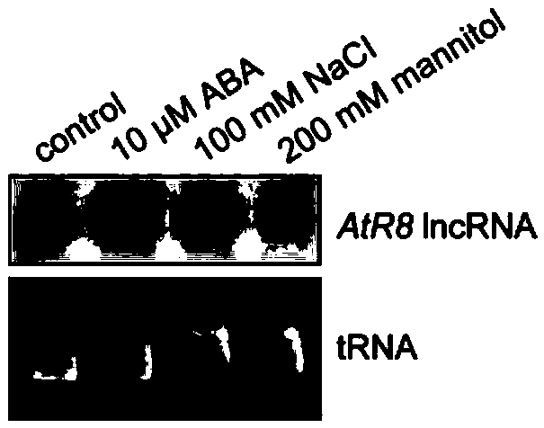 Application of RNA polymerase III transcribed AtR8 long noncoding RNA (lncRNA) to arabidopsis thaliana