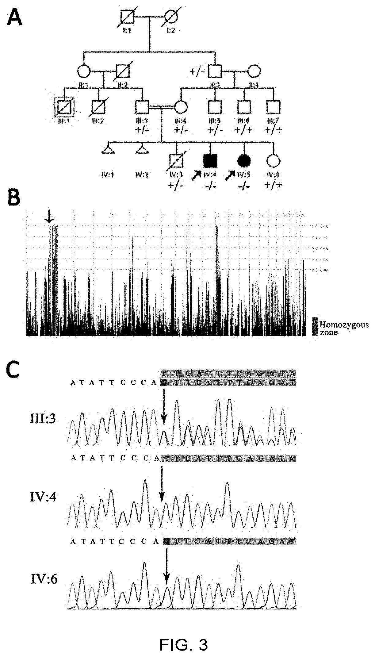 Use of ZNF124 Gene in Early Screening or Auxiliary Diagnosis of Retinitis Pigmentosa Disease