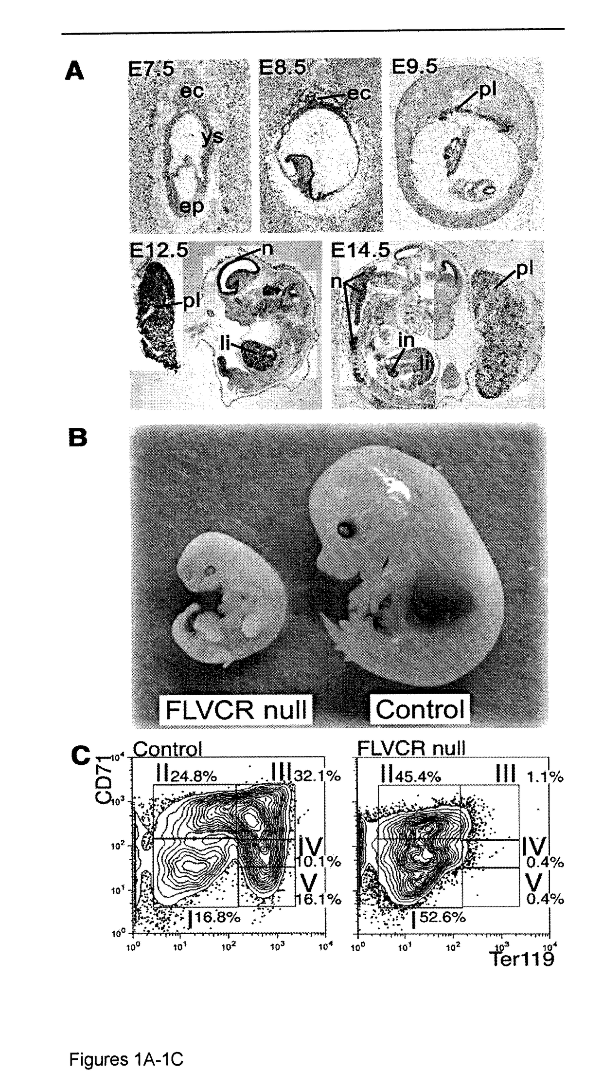 Compositions and methods for facilitating heme-iron export from cells