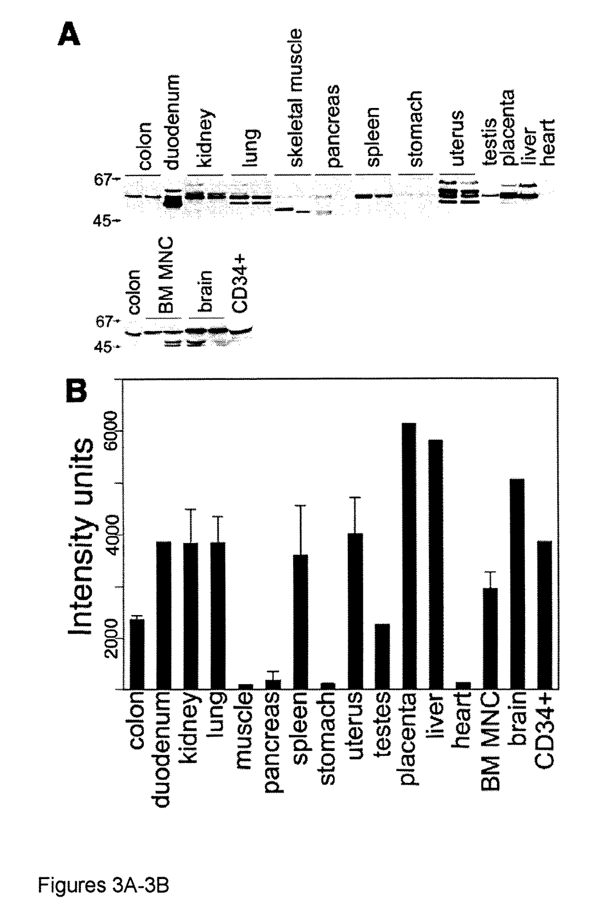 Compositions and methods for facilitating heme-iron export from cells