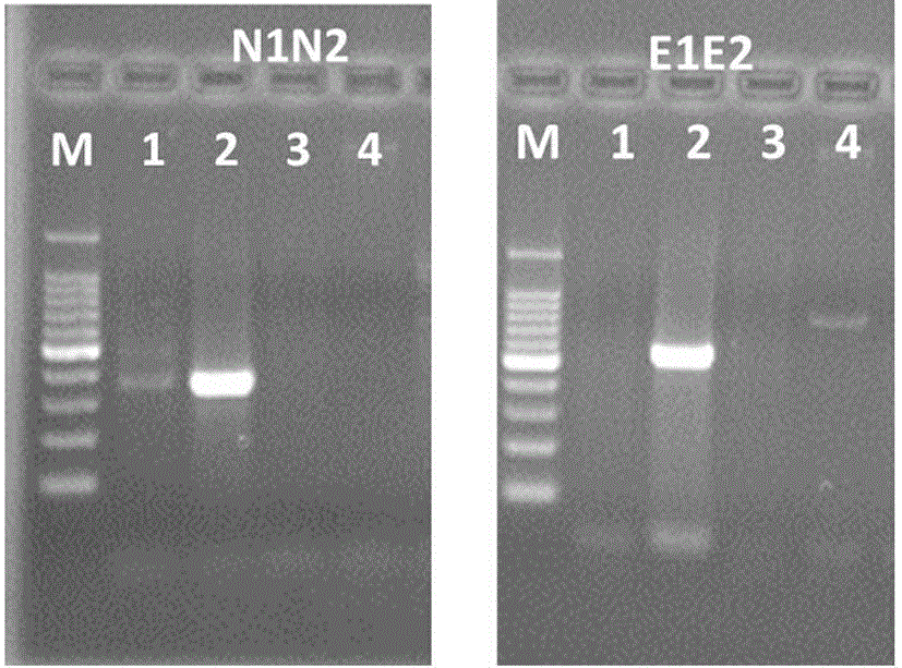 Tobacco mosaic virus resistant N'au gene and cloning method and application thereof