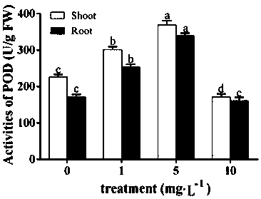 Method for improving the content of dencichine in pseudo-ginseng
