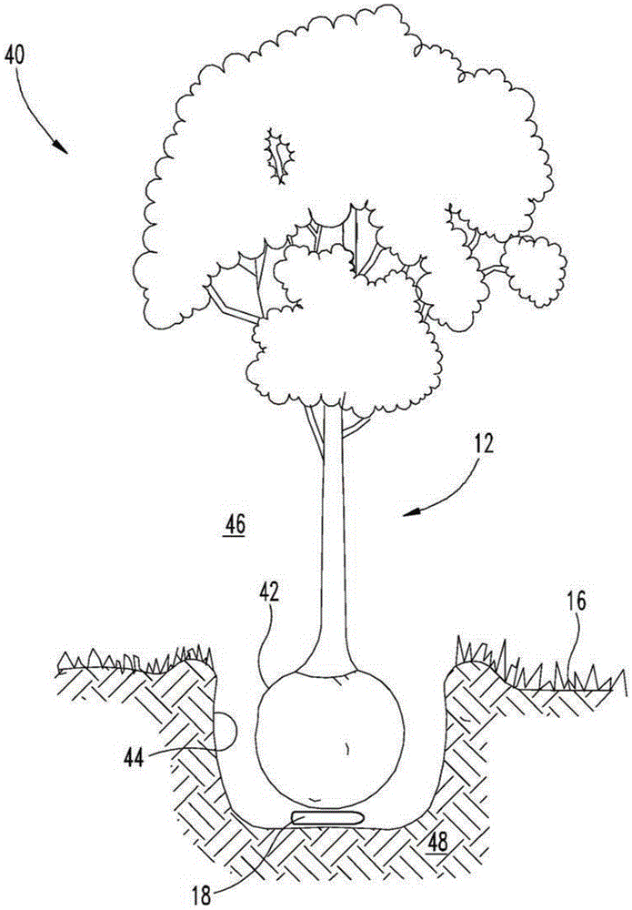 Systems and methods for controlling pest infestation of a woody plant