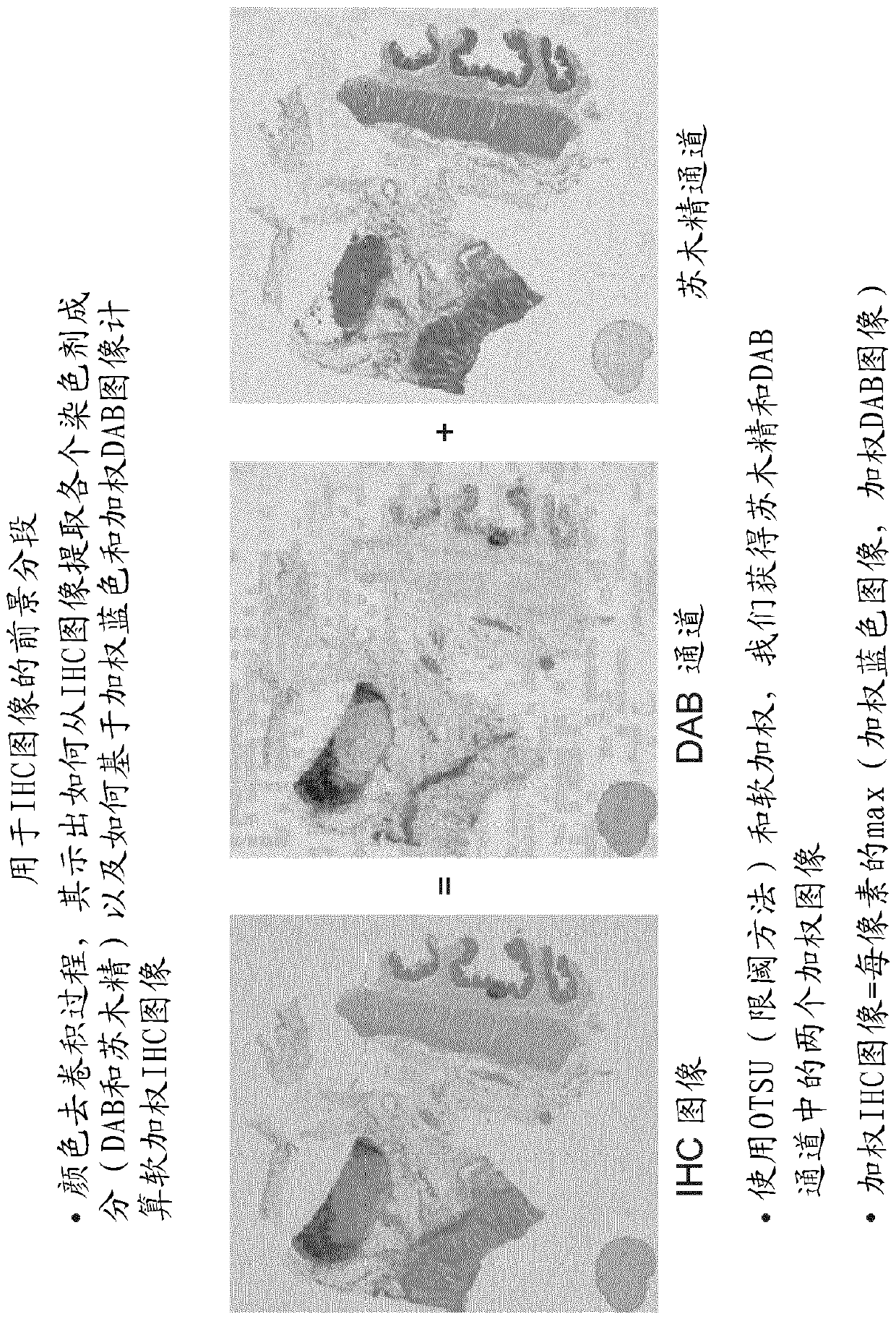 Complete slide image registration and cross-image annotation apparatus, system and method