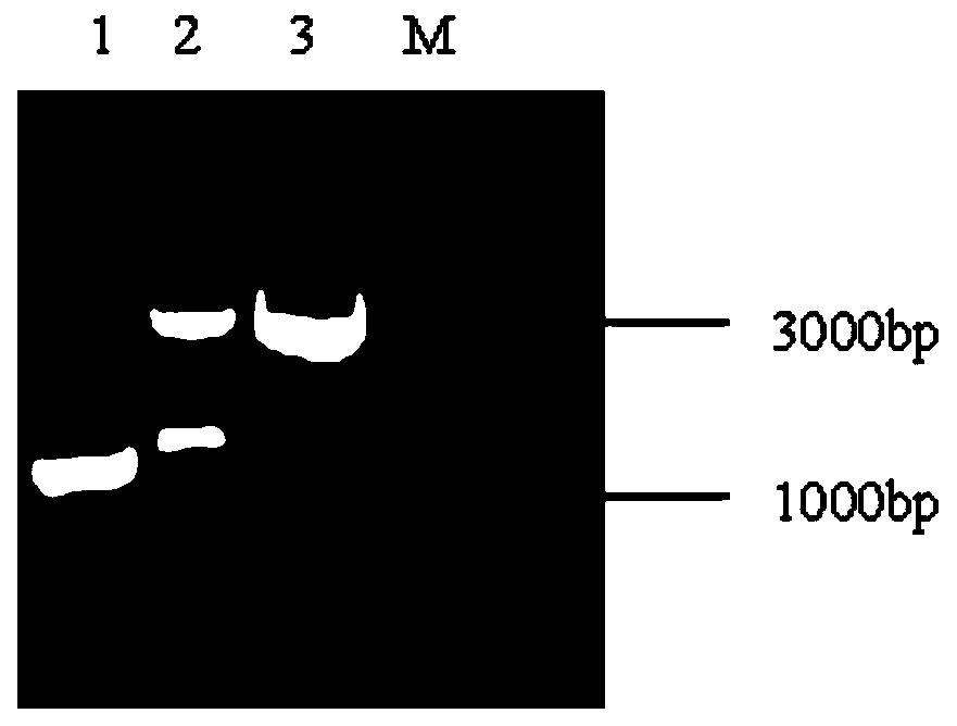 Method for expression of fatty acid desaturase by acellular protein synthesis system