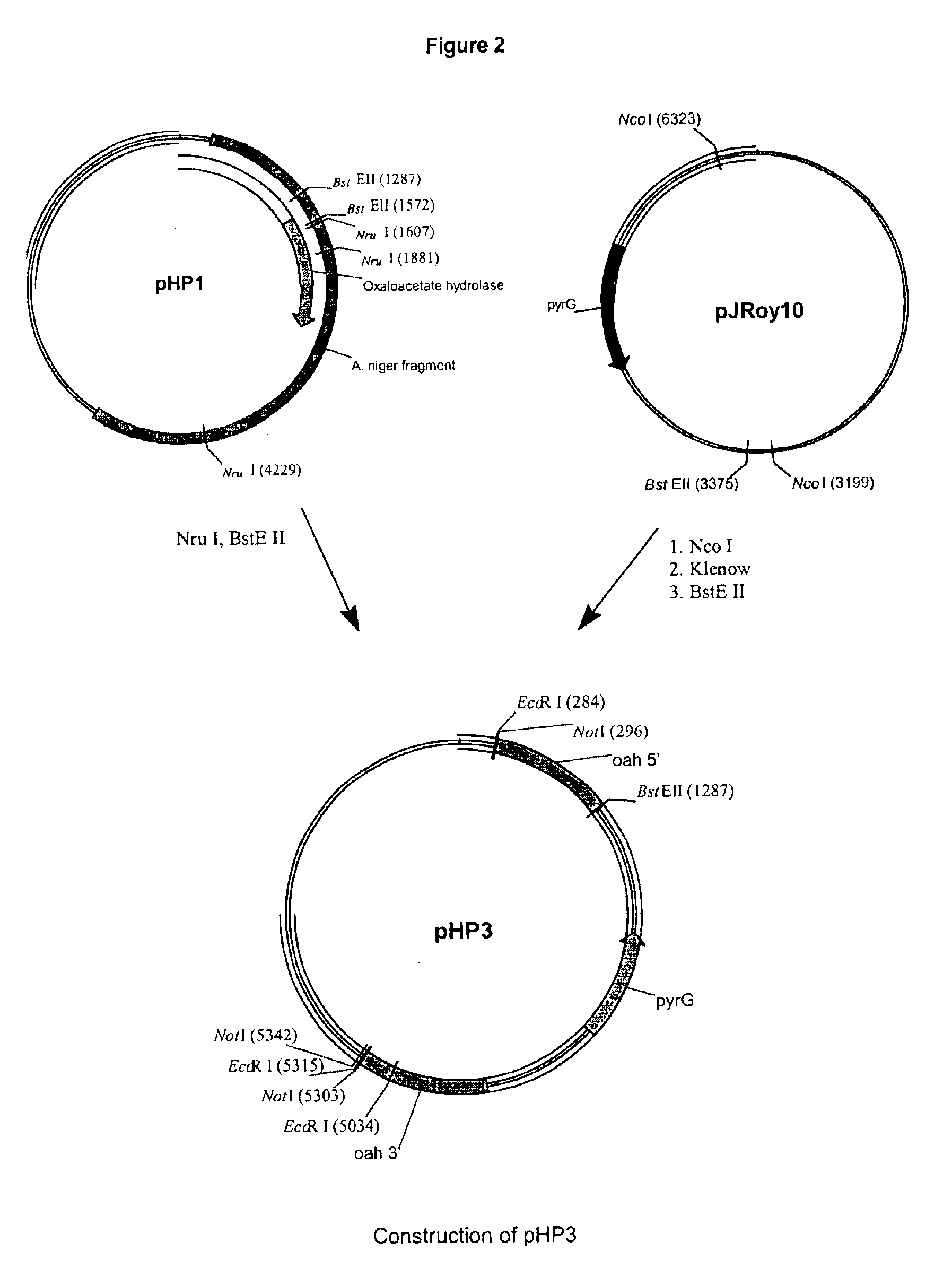 Method of producing a polypeptide using oxaloacetate hydrolase deficient fungal host cells