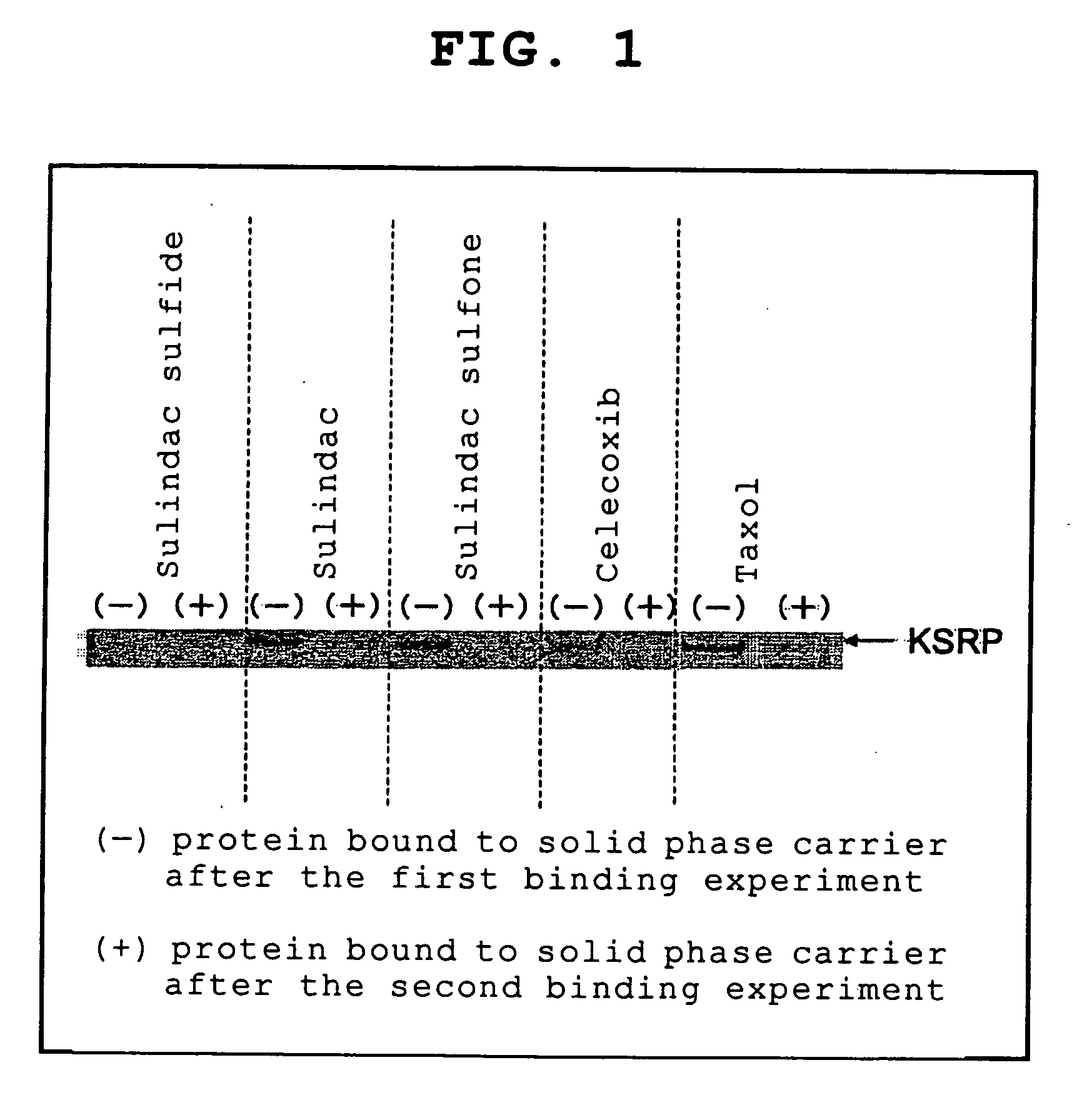 Novel target protein of anticancer agent and novel anticancer agent (spnal) corresponding thereto