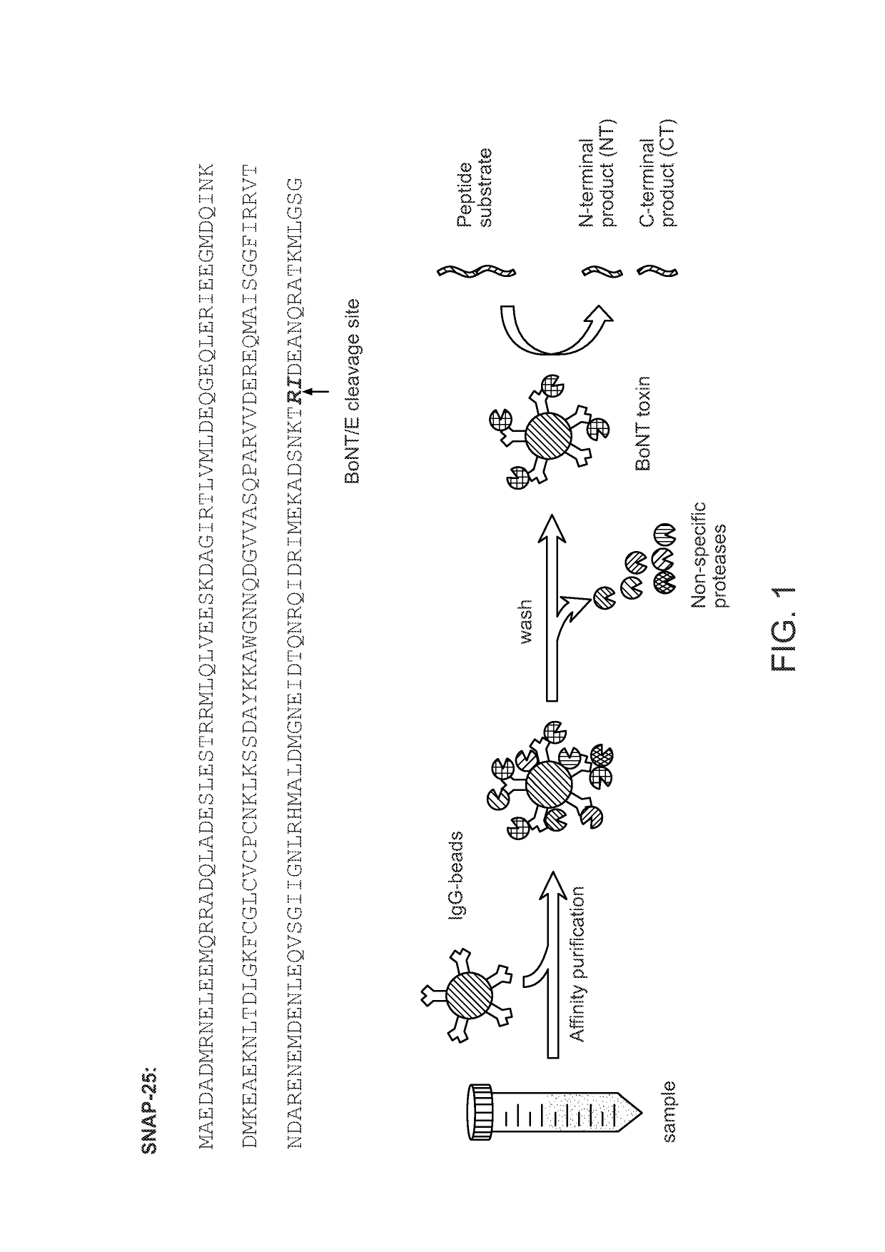 Peptide substrates recognizable by type E botulinum neurotoxin