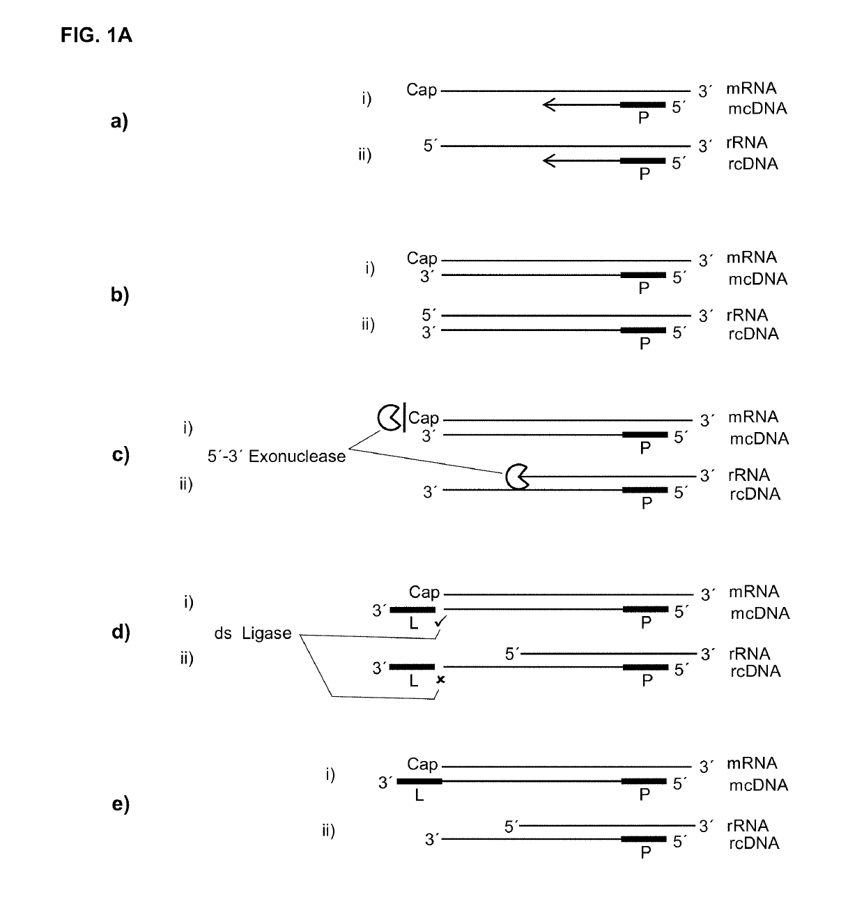 5′ protection dependent amplification