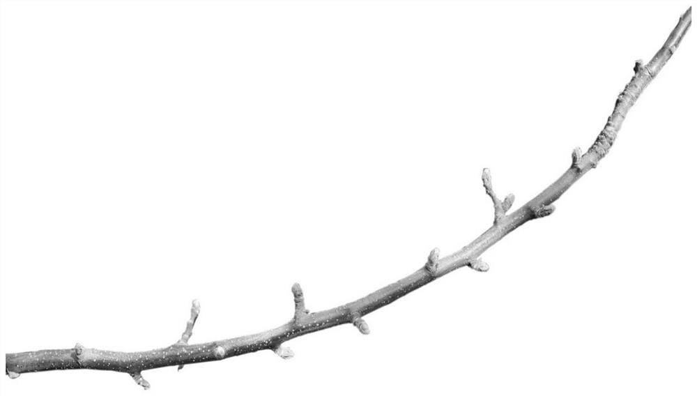 Winter pruning method for annual branches of apple tree