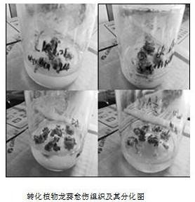 Plant repair method of applying transgenetic plant composite system to polluted soil