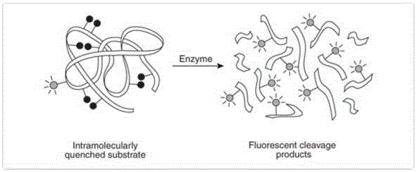 Preparation method of enzyme-linked immunosorbent assay kit for detecting ovarian cancer tumor marker CA125 based on trypsin fluorogenic substrate