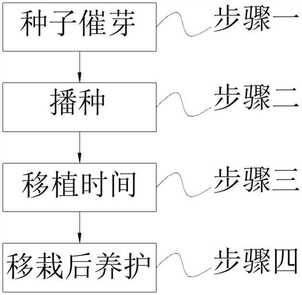 Seedling raising method for improving rapid seedling formation of Australian water lily seed seedlings