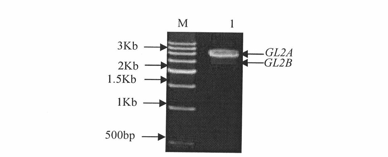 Brassica napus BnGLABRA2 promoter and preparation method and application thereof