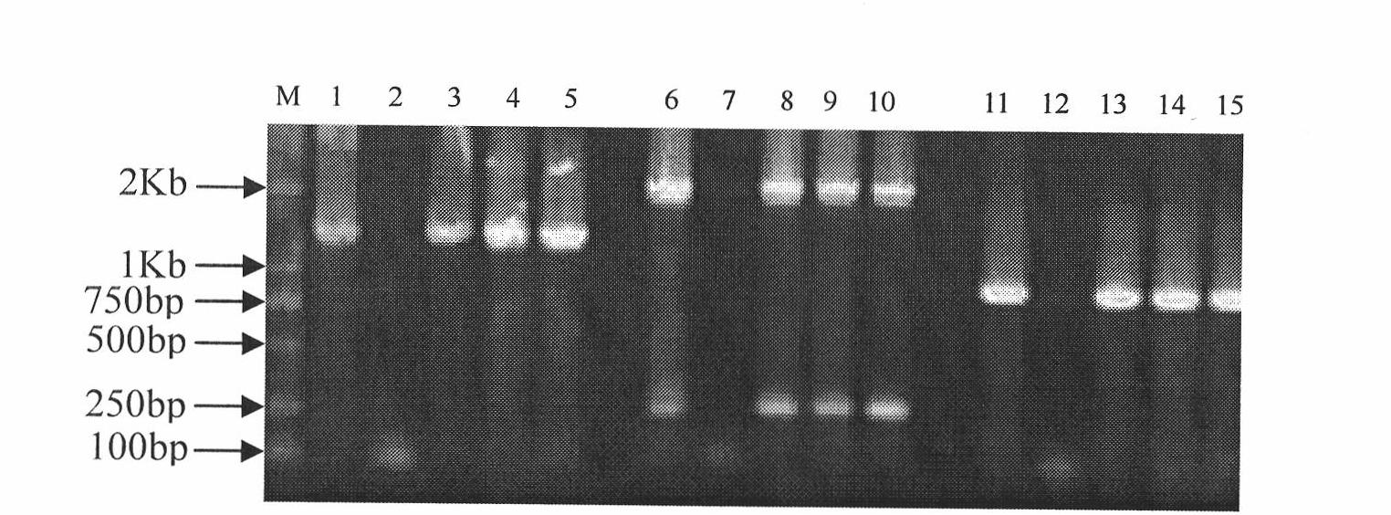 Brassica napus BnGLABRA2 promoter and preparation method and application thereof