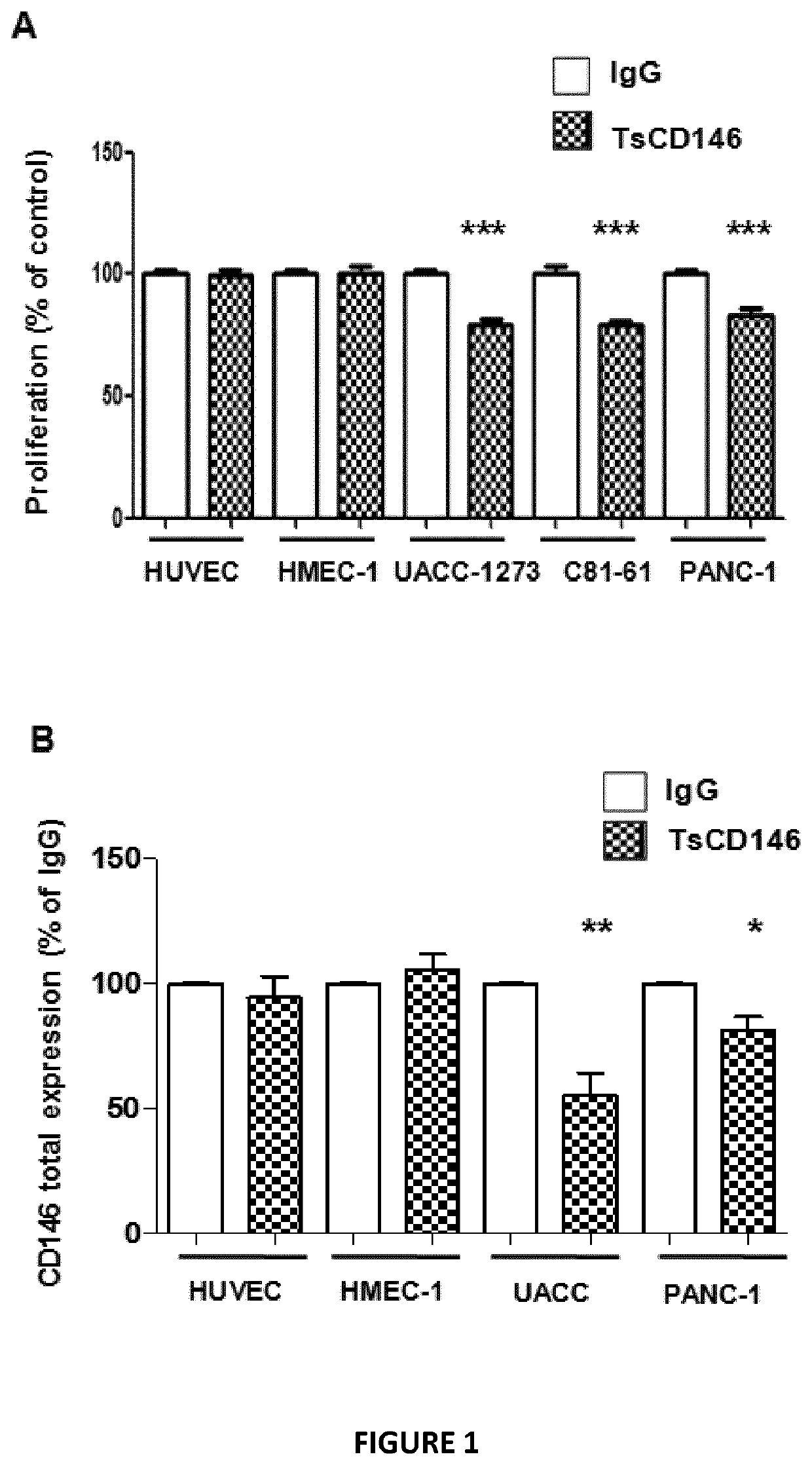 Anti-cd146 antibodies and uses thereof