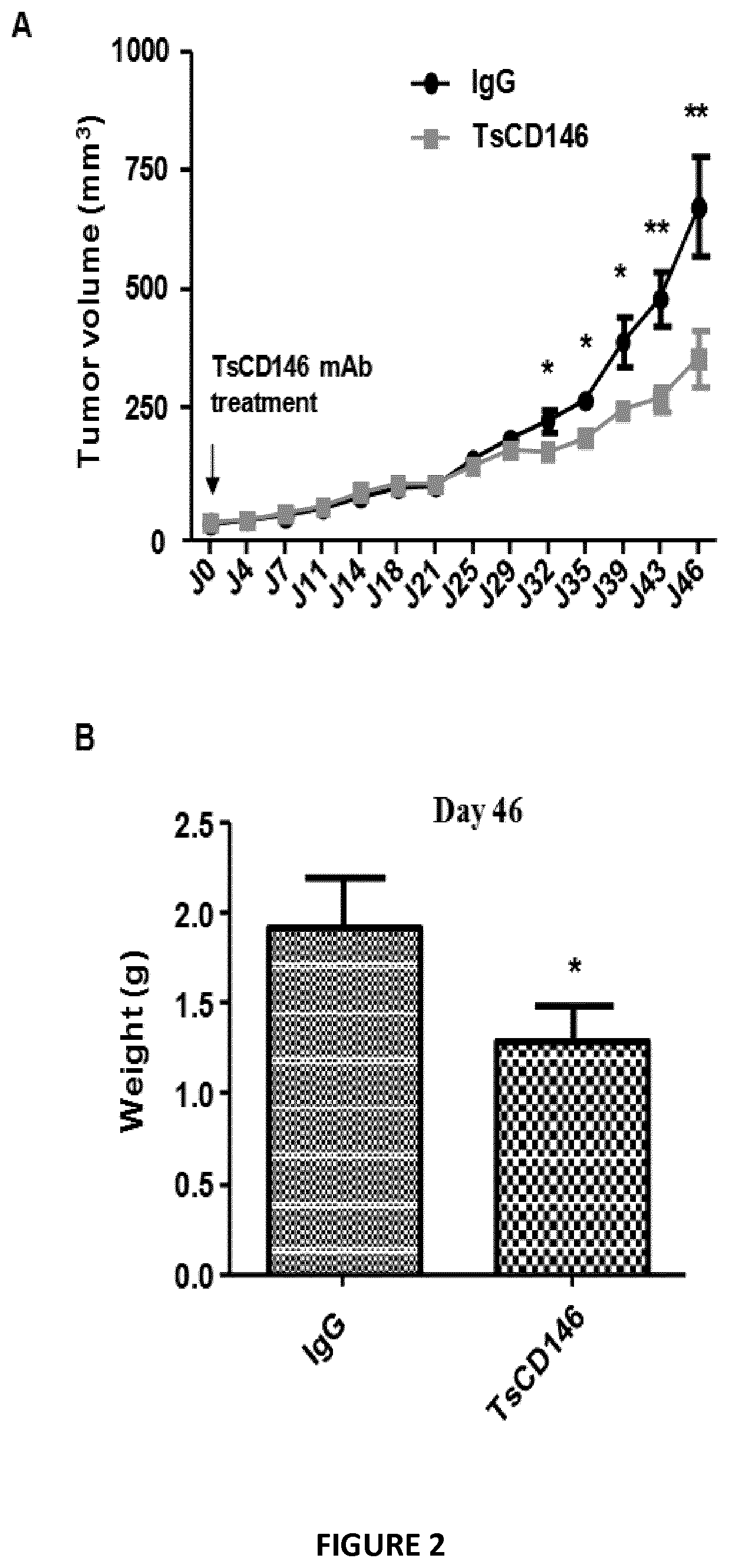 Anti-cd146 antibodies and uses thereof