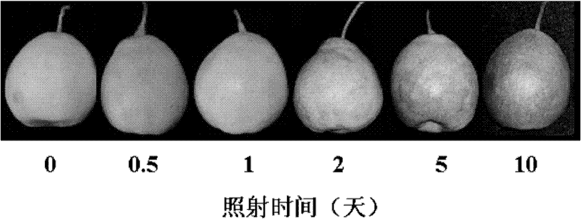 Device and method for coloring red Chinese sand pears after harvesting