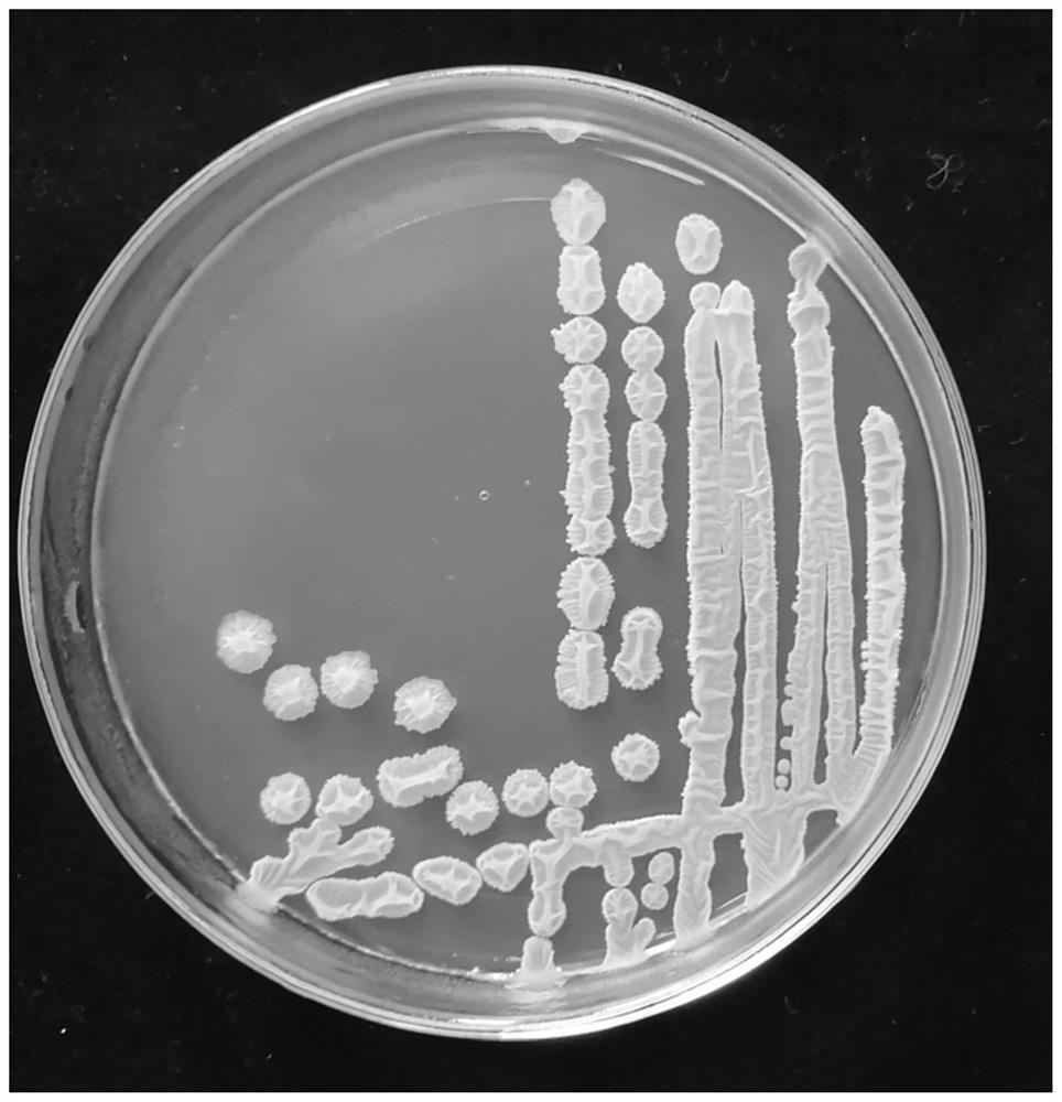 Bacillus velezensis strain wr8 and application thereof