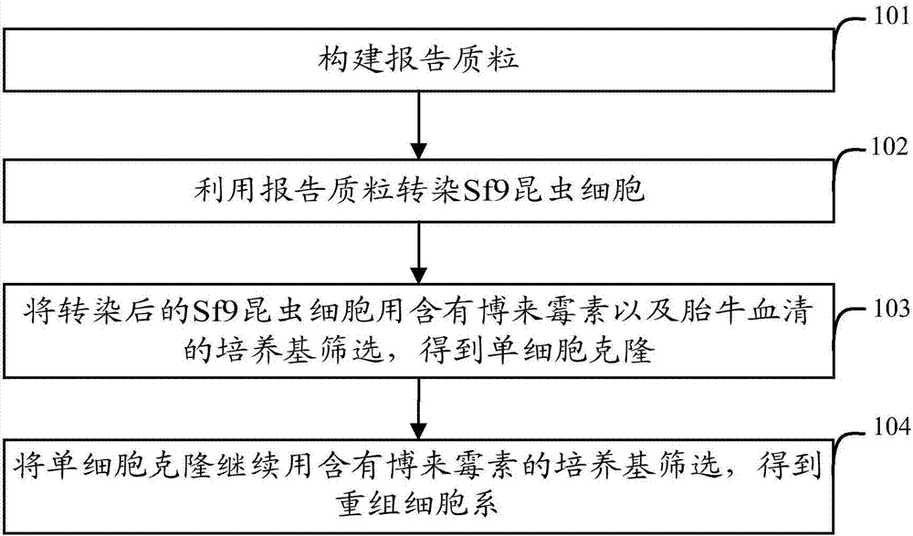 Recombination cell line and method for determining titer of baculovirus