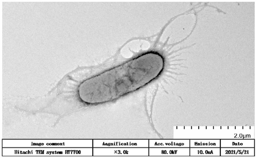 Rice kosakonia oryzae HN05 and application thereof