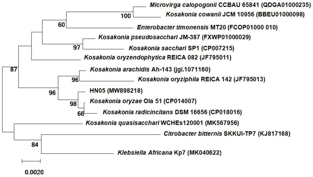 Rice kosakonia oryzae HN05 and application thereof