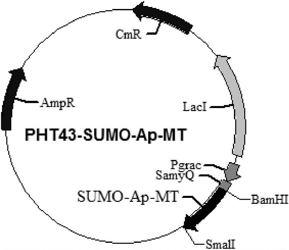 Bacillus subtillis expressing metallothionein and method for producing metallothionein