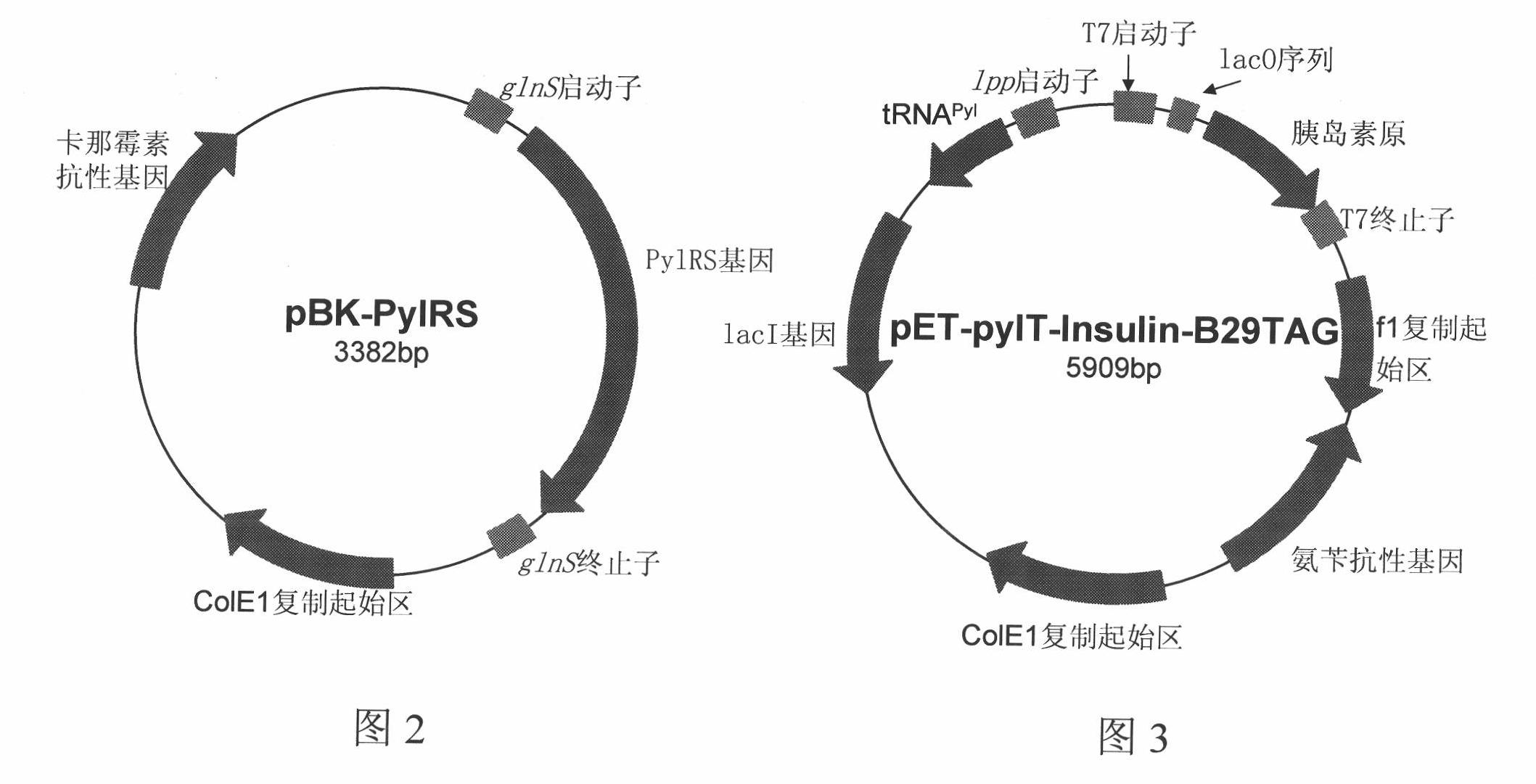 Proinsulin containing protecting lysine and preparation method for insulin by utilizing proinsulin