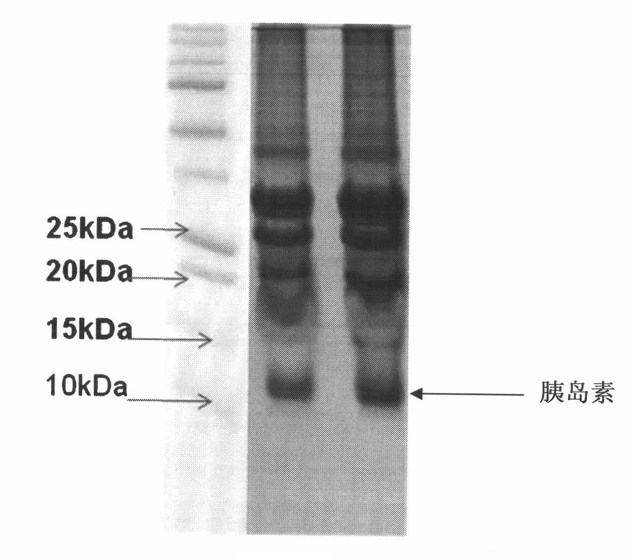 Proinsulin containing protecting lysine and preparation method for insulin by utilizing proinsulin