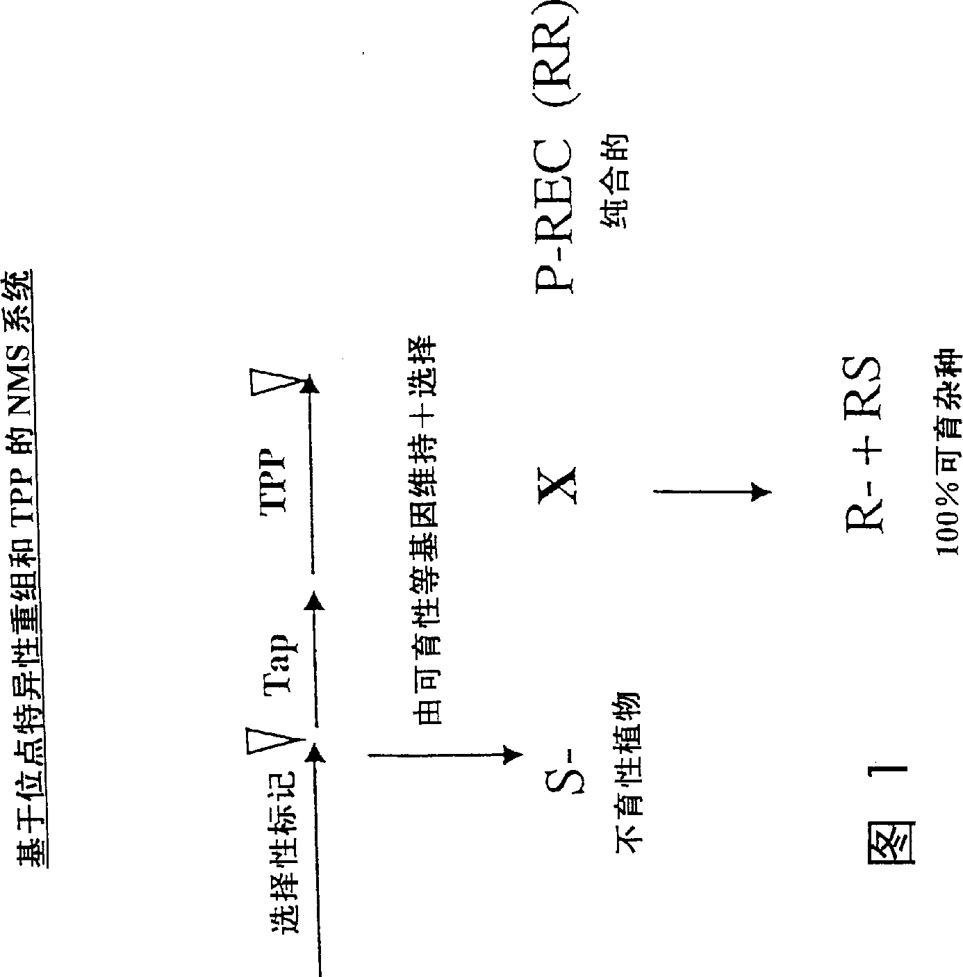 Nuclear male sterile plants, method of producing same and method to restore fertility