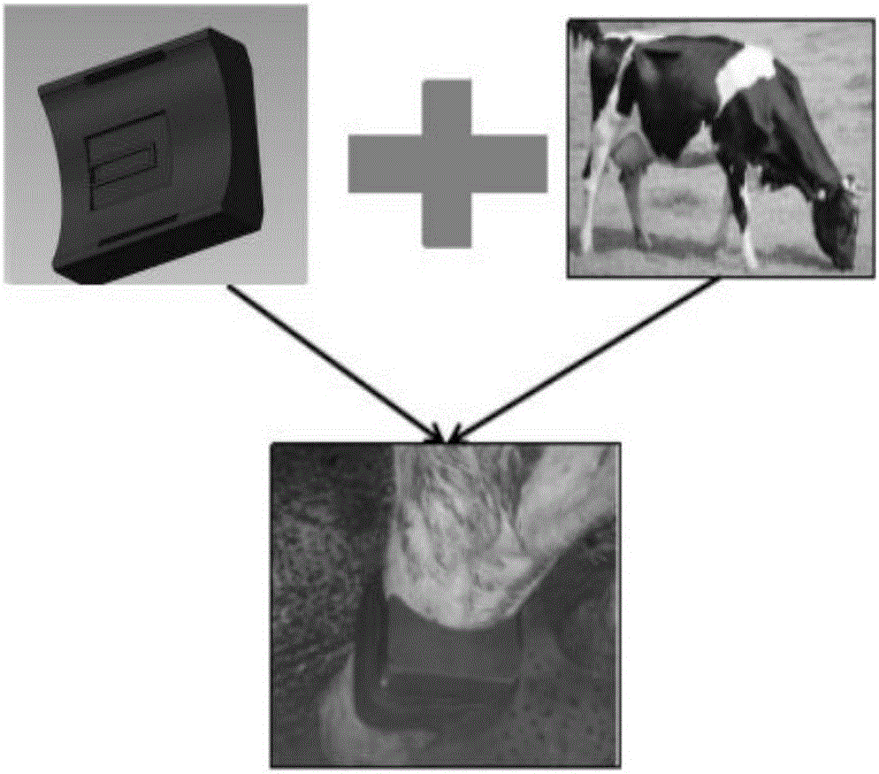 Method for calculating body temperature of cattle by skin temperature
